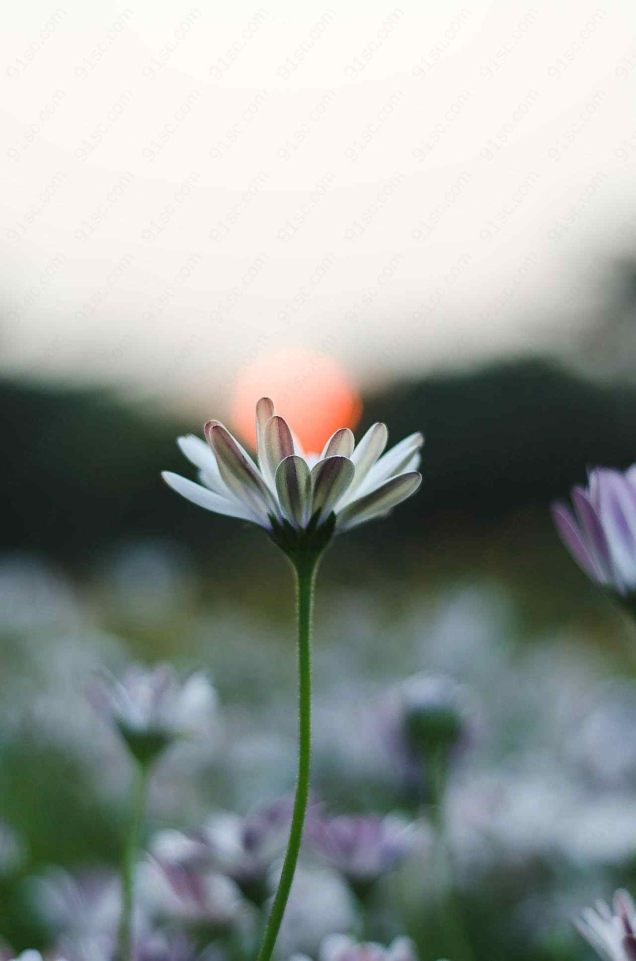 浪漫花草风景图片非主流