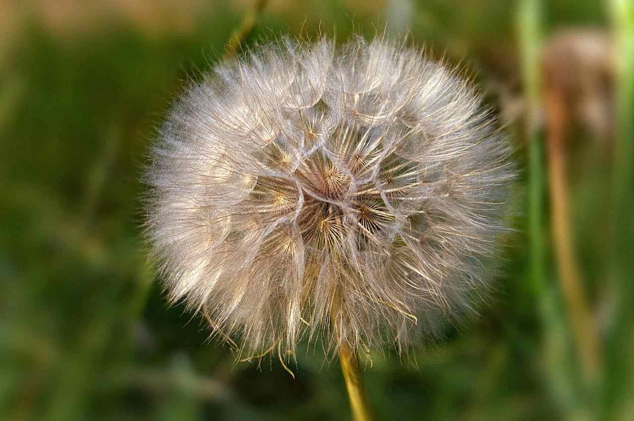 植物花朵图片摄影