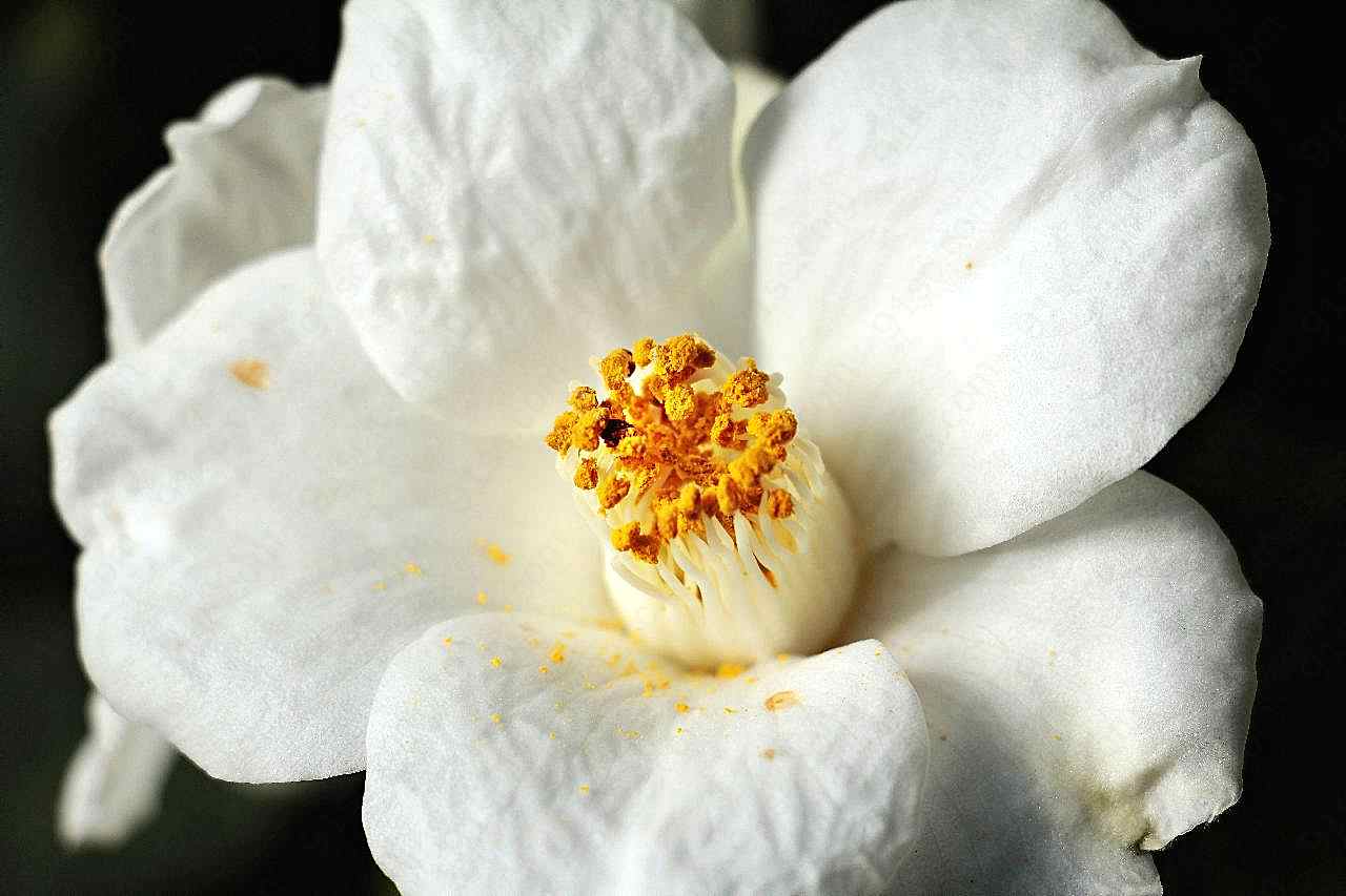 白图片茶花