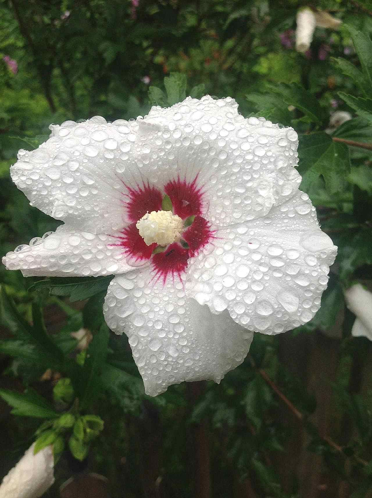雨后木槿花图片摄影