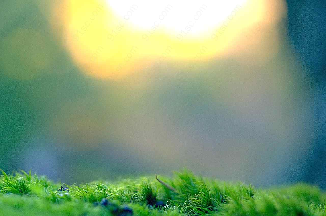 一片青苔图片摄影