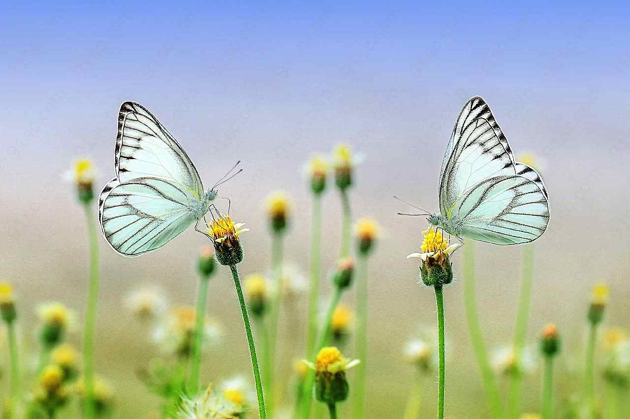 花园图片摄影