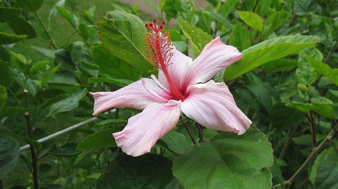 淡木槿花图片花卉