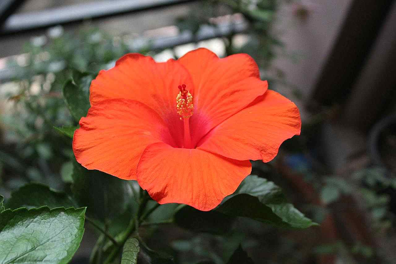 漂亮木槿花图片摄影高清