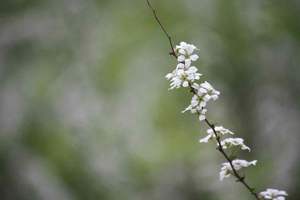 枝头白花图片摄影