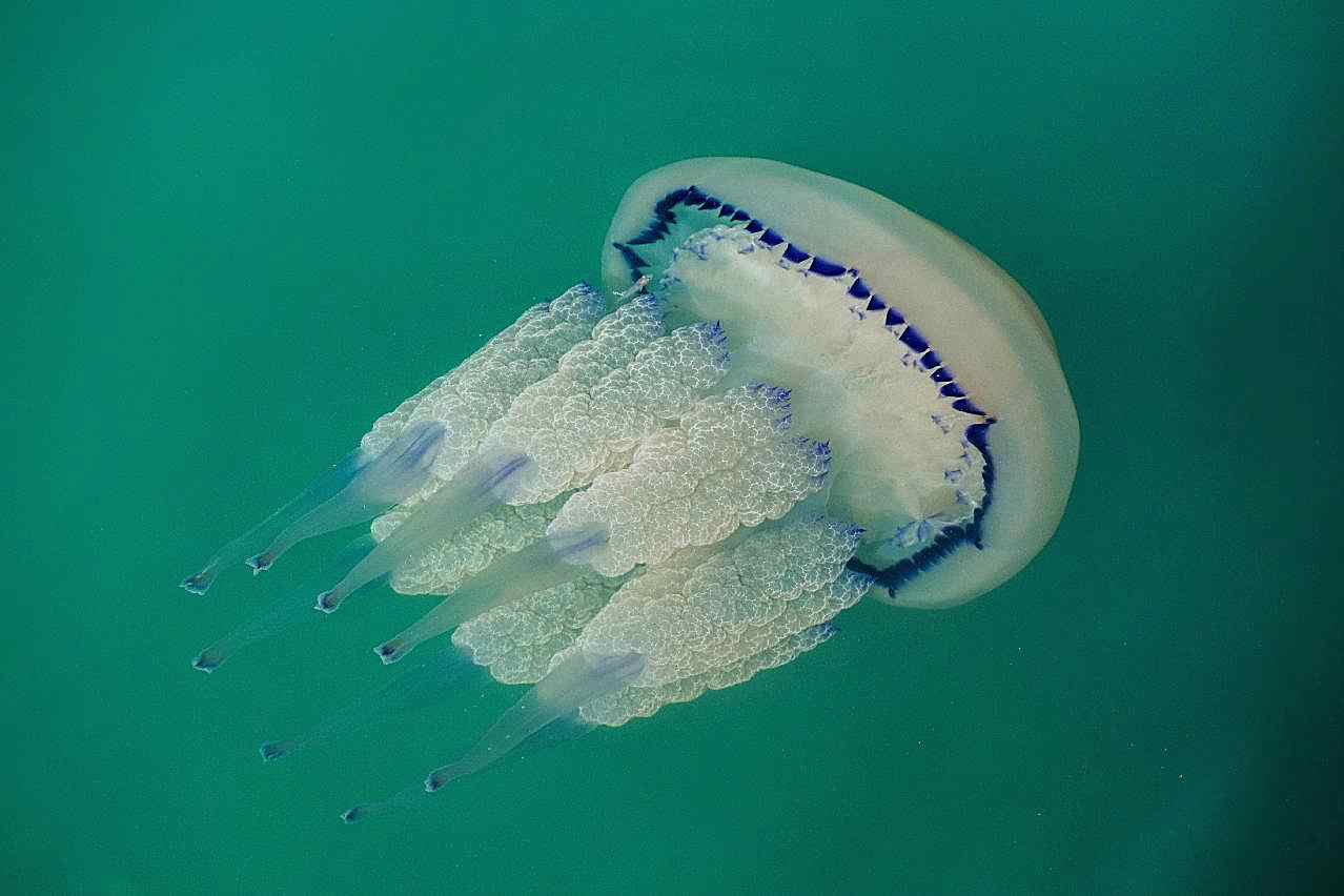 海底海蜇图片高清摄影