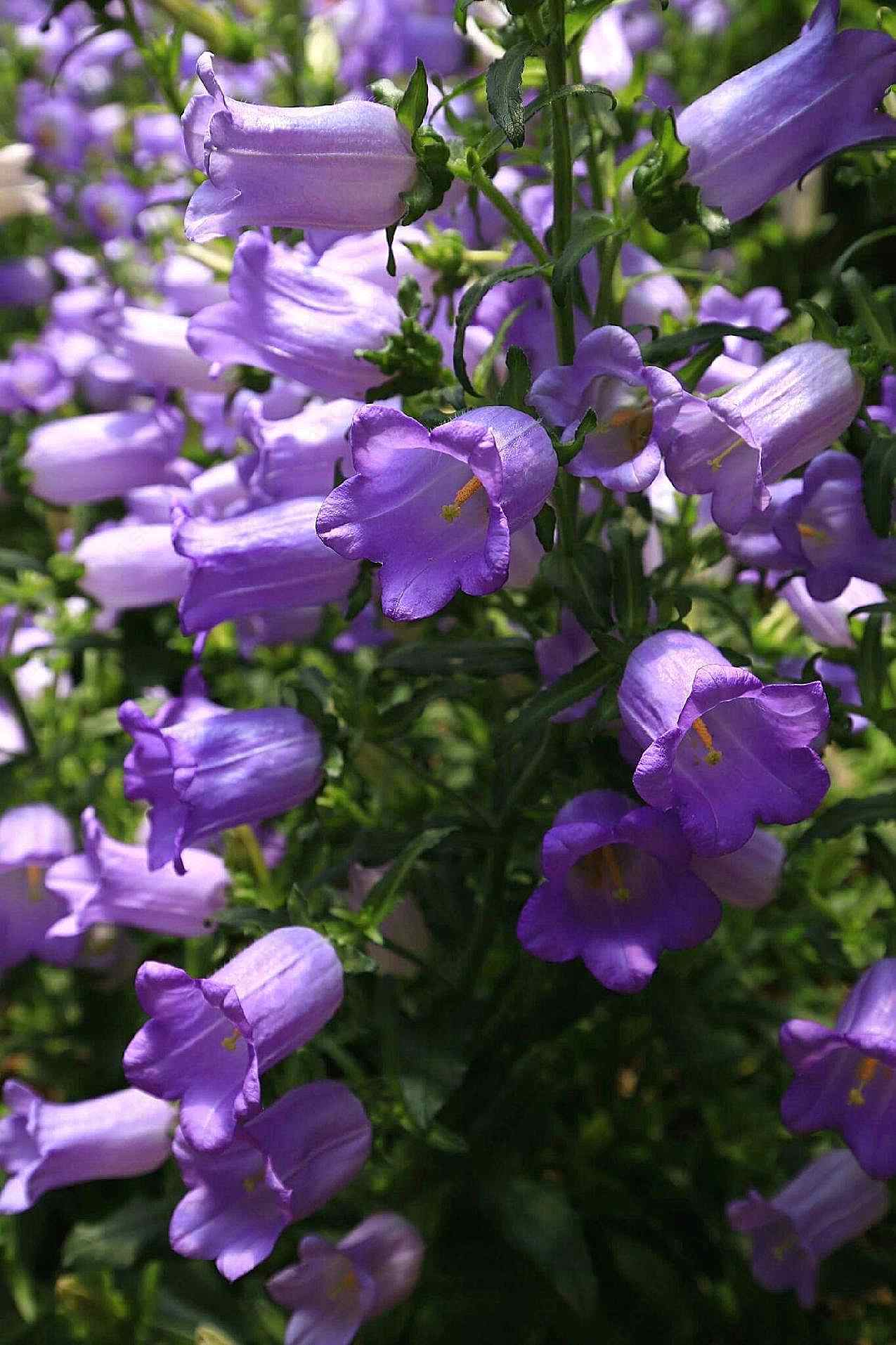 植物花朵图片花的