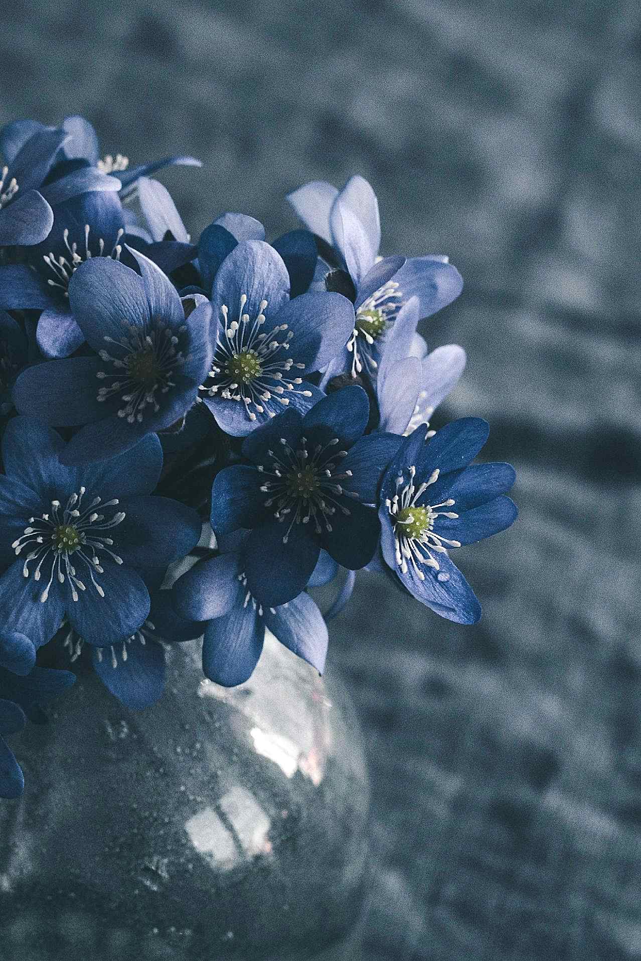 唯美水培花朵图片花的