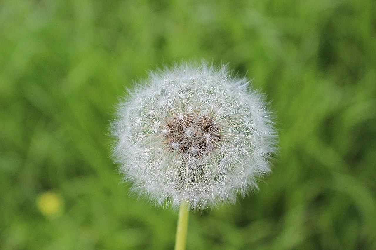 一株蒲公英高清图片花草图片