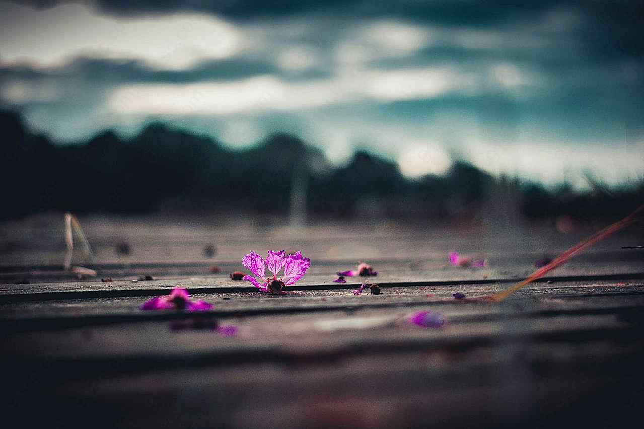 落花伤感图片高清