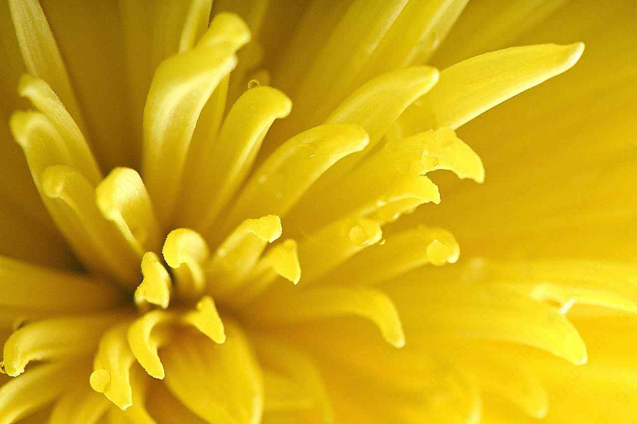 花瓣局部特写图片摄影