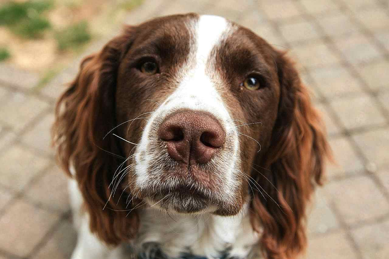 英国史宾格犬图片摄影