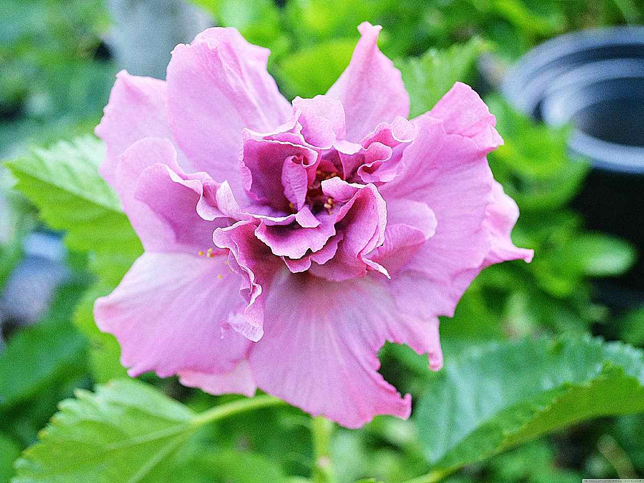 木槿花图片花卉