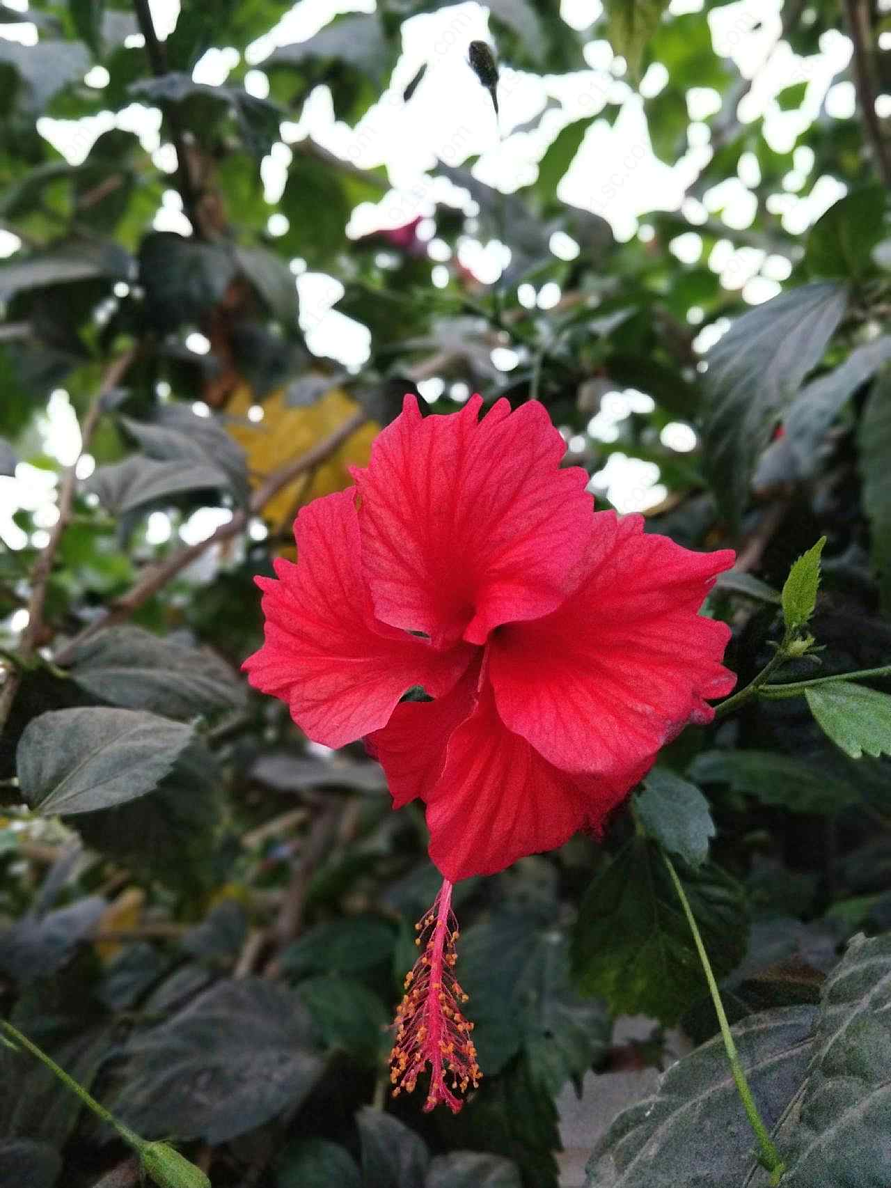 木槿花图片高清摄影