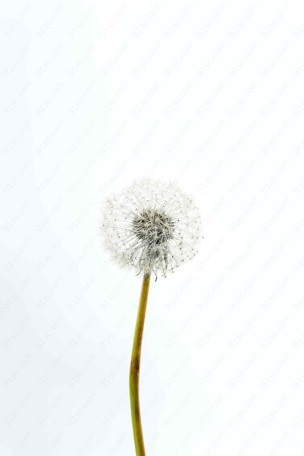 大自然图片蒲公英