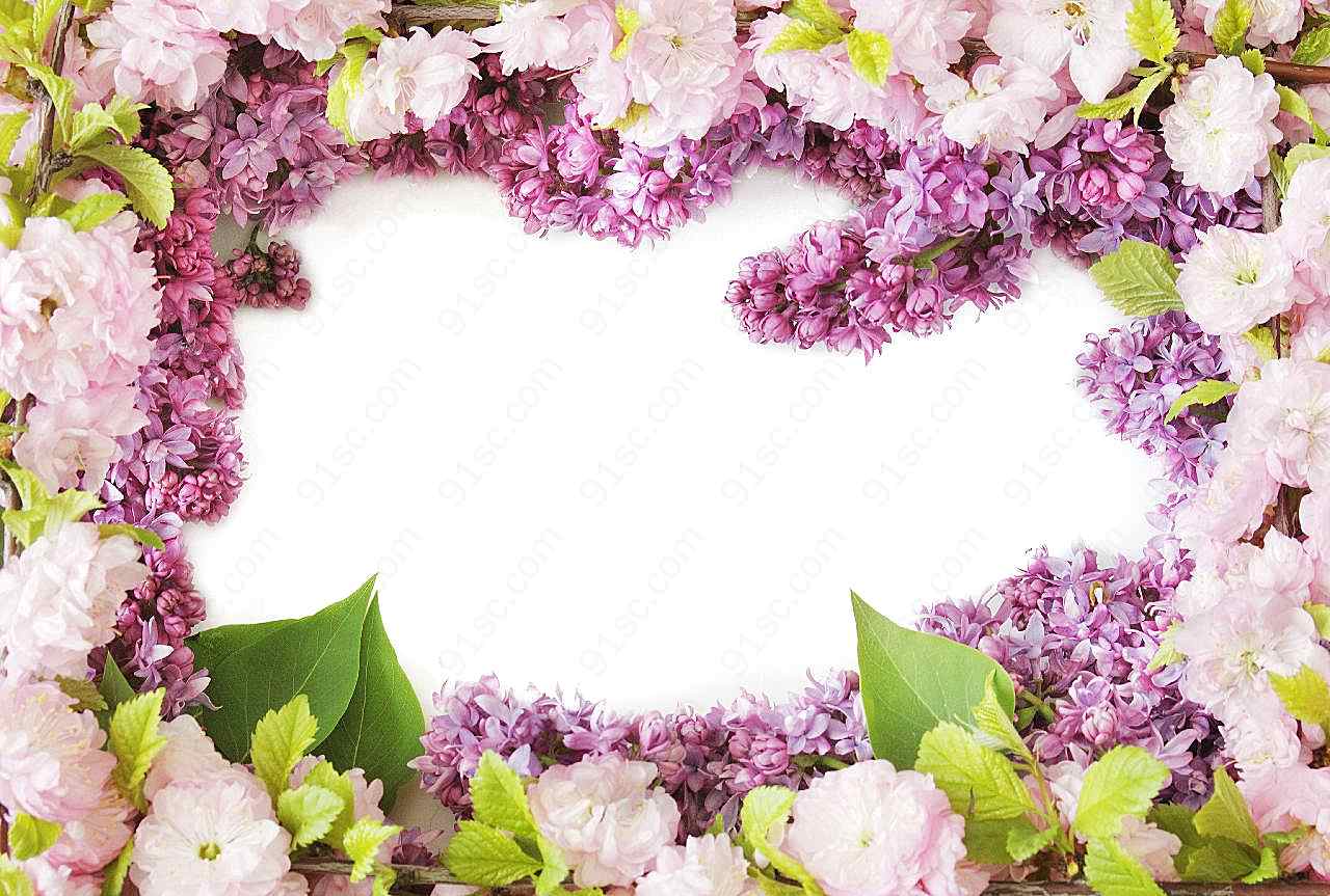 丁香花摄影
