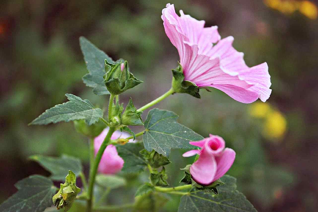 锦葵花图片高清