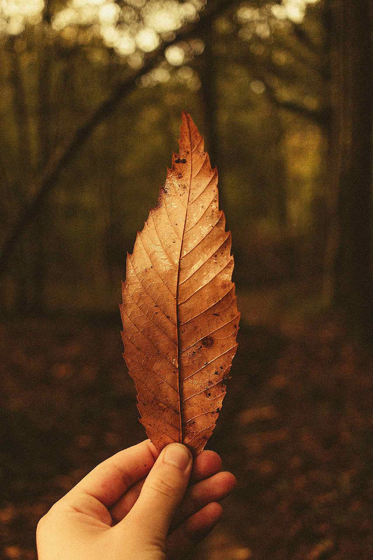 手拿叶子图片高清摄影