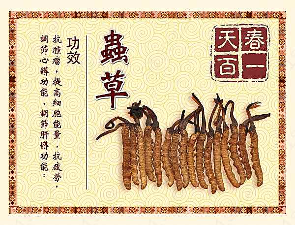 虫草psd宣传招贴设计广告海报